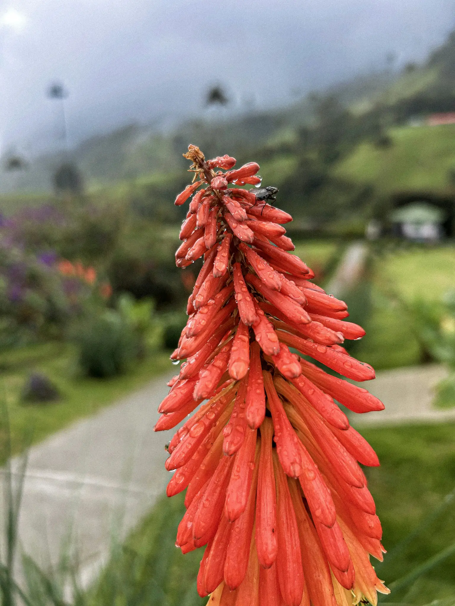 Une fleur de tritome rouge-orangé vif, également connue sous le nom de Kniphofia, est recouverte de gouttes de pluie