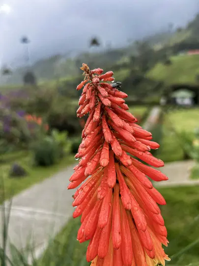 Une fleur de tritome rouge-orangé vif, également connue sous le nom de Kniphofia, est recouverte de gouttes de pluie