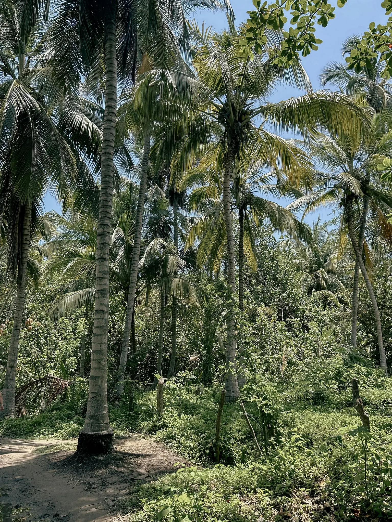 A vibrant vertical shot of a dense tropical forest with numerous tall palm trees and lush green undergrowth.