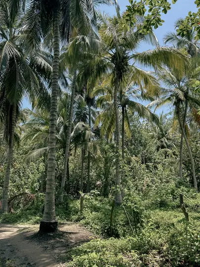A vibrant vertical shot of a dense tropical forest with numerous tall palm trees and lush green undergrowth.