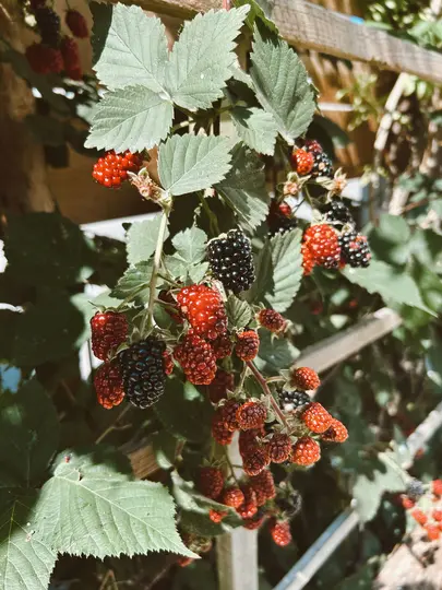 Un primer plano de zarzas, que muestra racimos de bayas negras maduras y rojas inmaduras entre hojas verdes.