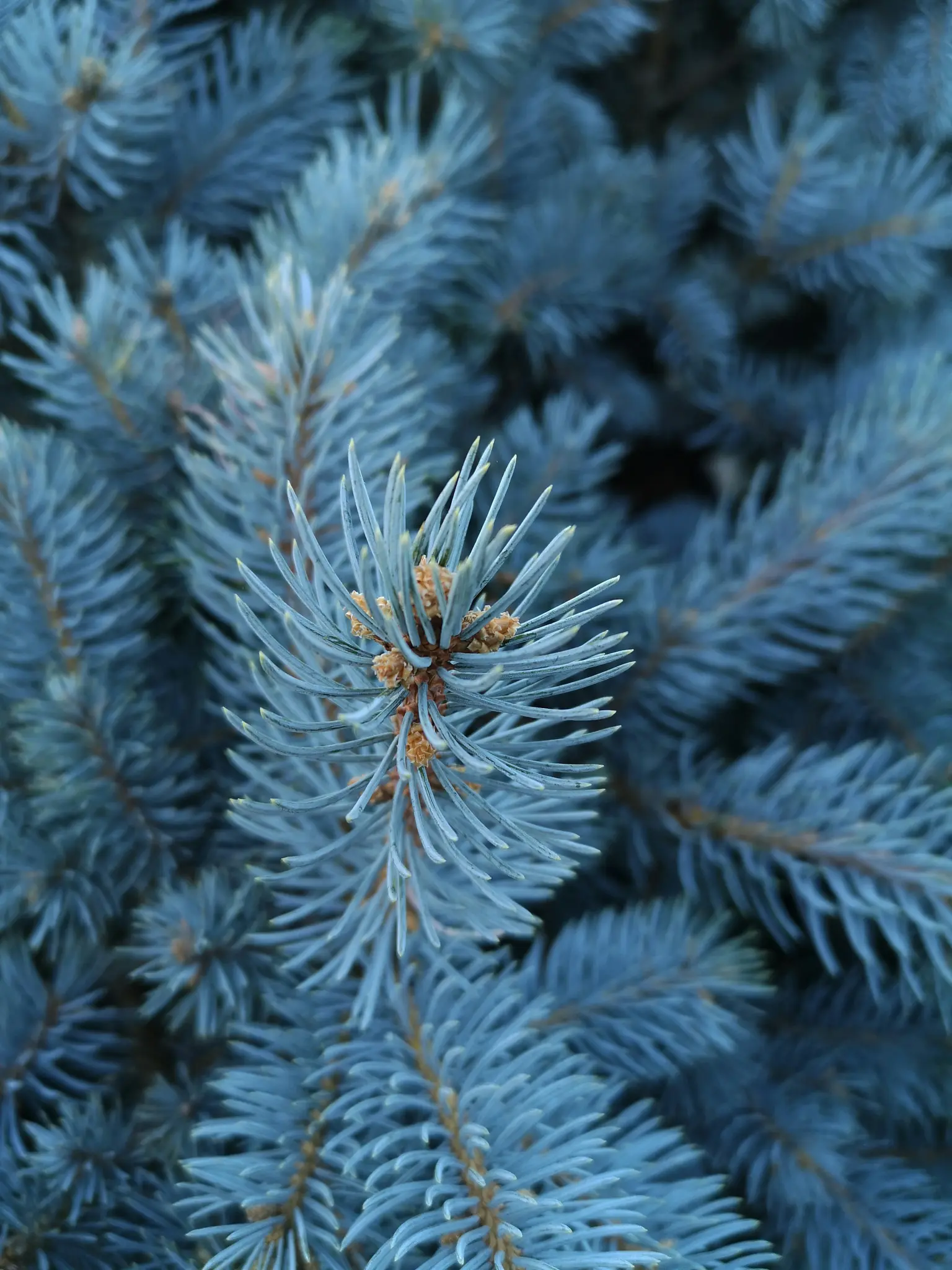 A detailed close-up shot of blue spruce needles and branches, with a soft focus on the background.
