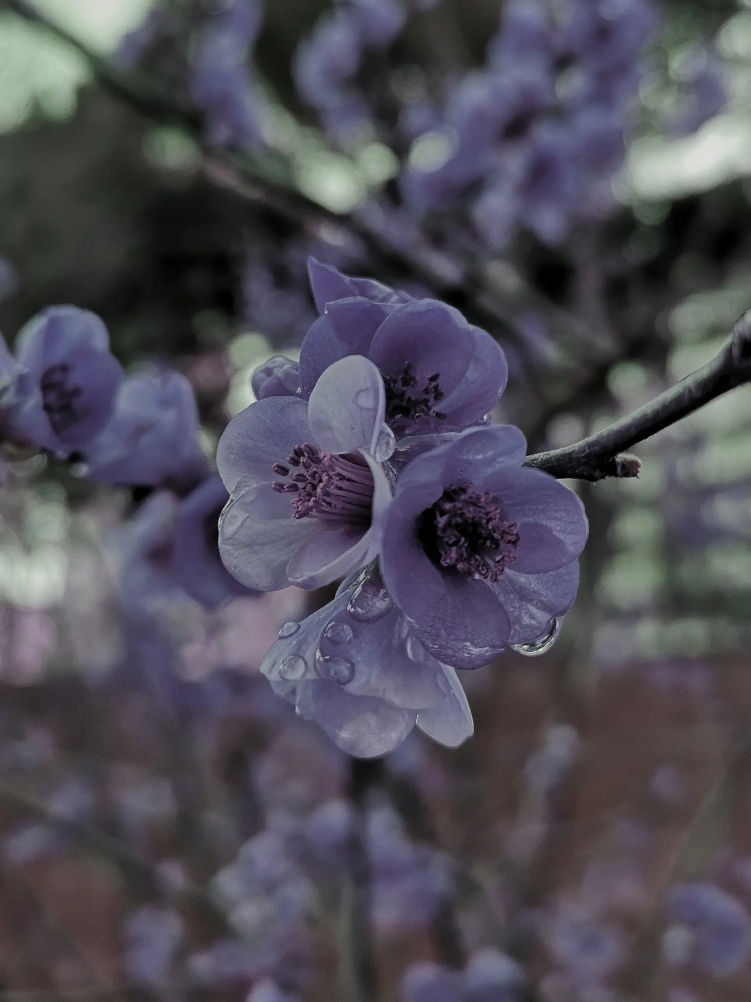 A macro photograph captures several purple flowers on a branch, adorned with clear water droplets on their petals.