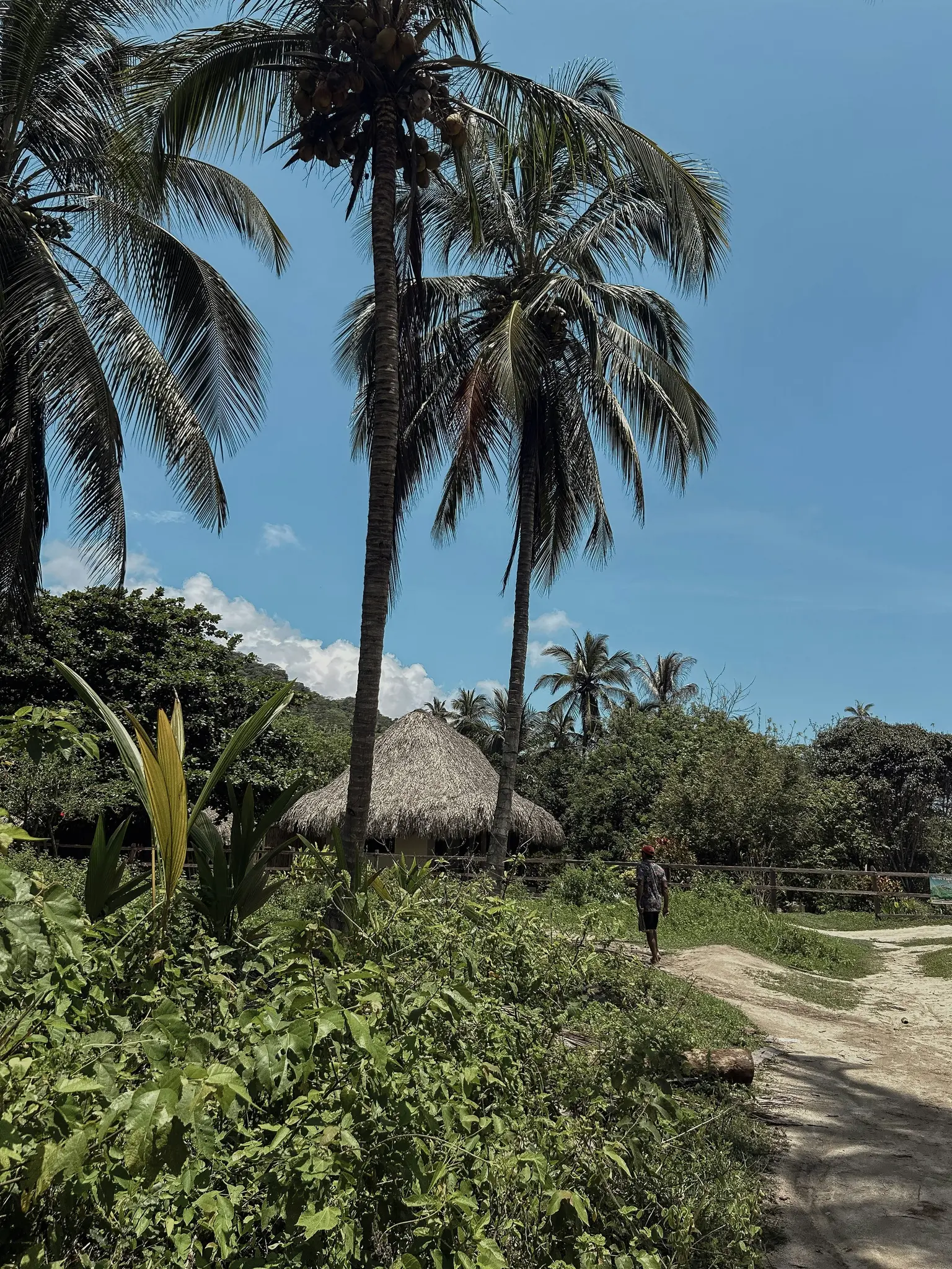 A person walks away on a dirt path towards a thatched-roof hut, surrounded by tall palm trees and dense green foliage.