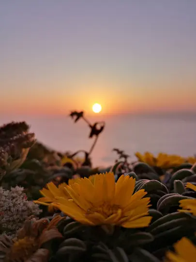 A close-up of vibrant yellow flowers with green leaves in the foreground, set against a blurred sunset over the ocean.