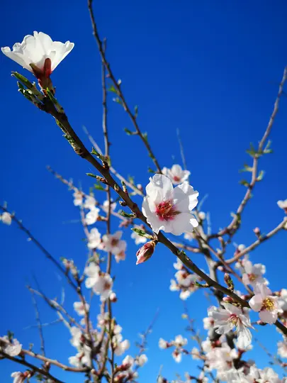 A close-up shot of delicate white almond blossoms with pink centers on brown branches against a vibrant, clear blue sky.