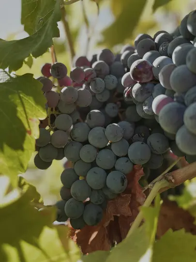 A close-up shot of dark purple and blue grapes hanging in bunches on a vine, surrounded by green and brown leaves.