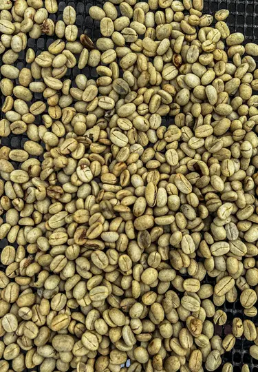 A close-up, top-down view of numerous light green, unroasted coffee beans spread evenly across a dark mesh surface.