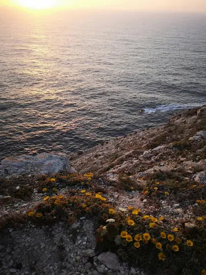A high-angle view of a rocky cliffside covered in yellow flowers, overlooking the ocean during a golden sunset.
