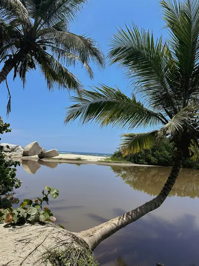 A vibrant tropical scene with a clear blue sky, two palm trees framing the view, a calm brown lagoon, and a sandy beach…