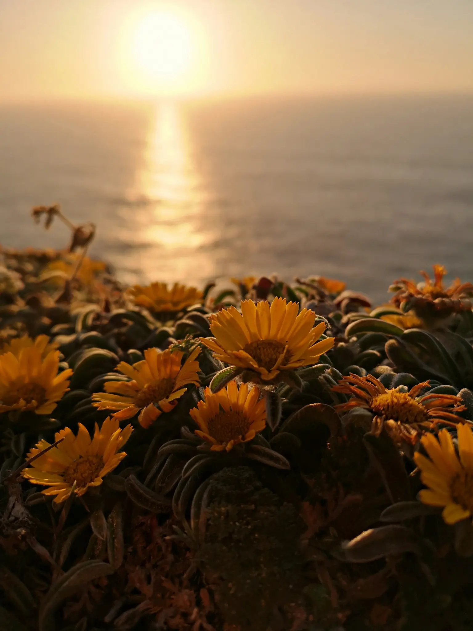 A close-up shot of yellow-orange flowers and green foliage in the foreground, with a blurred golden sunset over the ocean.