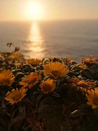 A close-up shot of yellow-orange flowers and green foliage in the foreground, with a blurred golden sunset over the ocean.