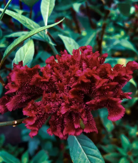 A detailed close-up of a deep red cockscomb flower, showing its intricate, velvety texture against a blurred green…