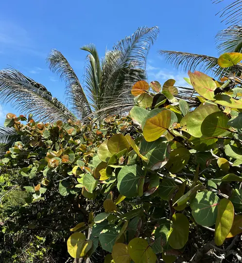 A vibrant close-up of sea grape leaves in shades of green, yellow-green, and reddish-brown, with palm fronds and a clear…
