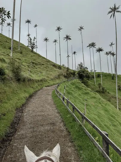 View from horseback of a dirt path winding uphill through lush green hills with numerous tall, slender palm trees.
