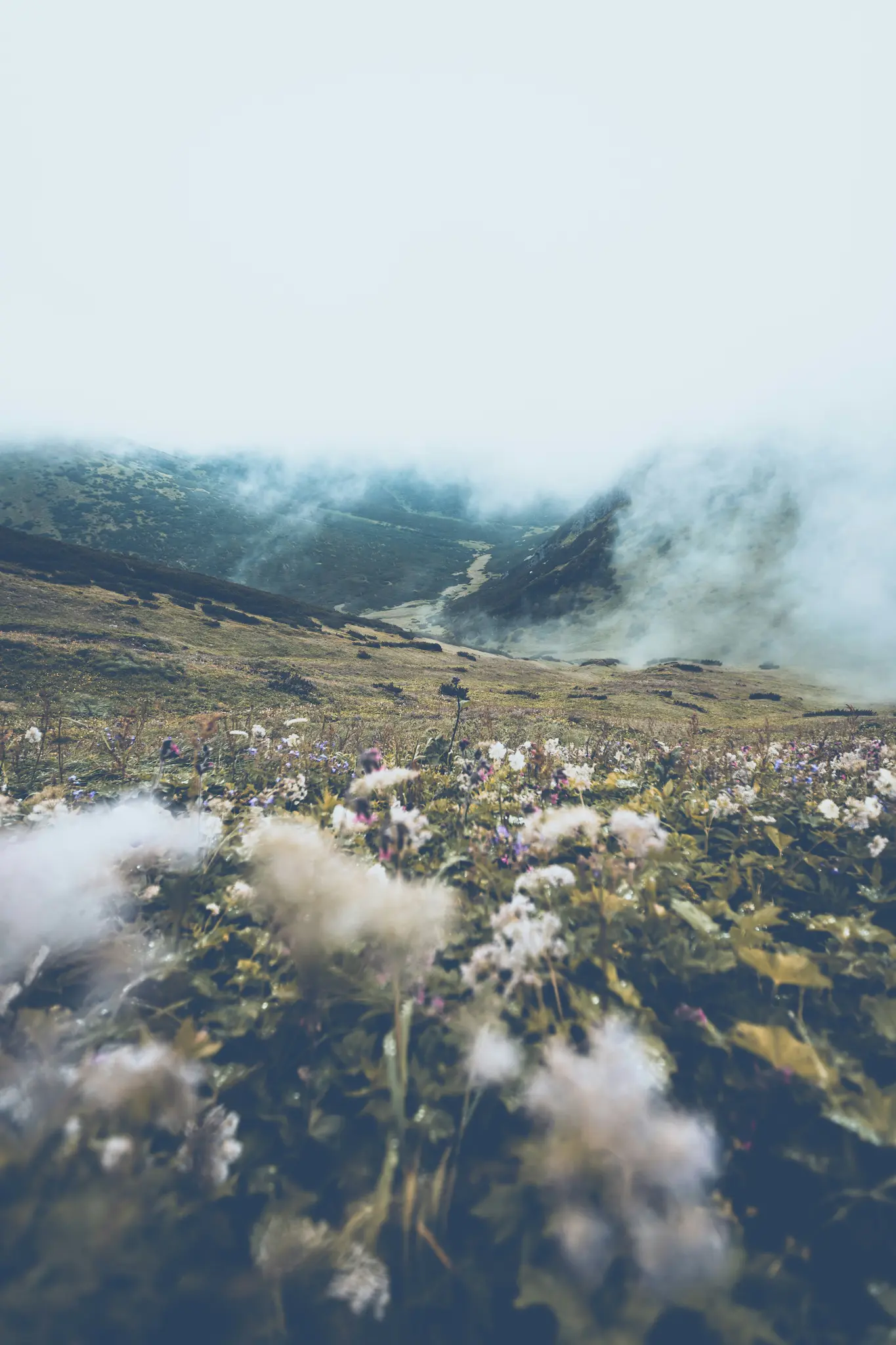 Un paisaje montañoso brumoso con un primer plano de flores silvestres y cabezas de semillas esponjosas. El fondo muestra un