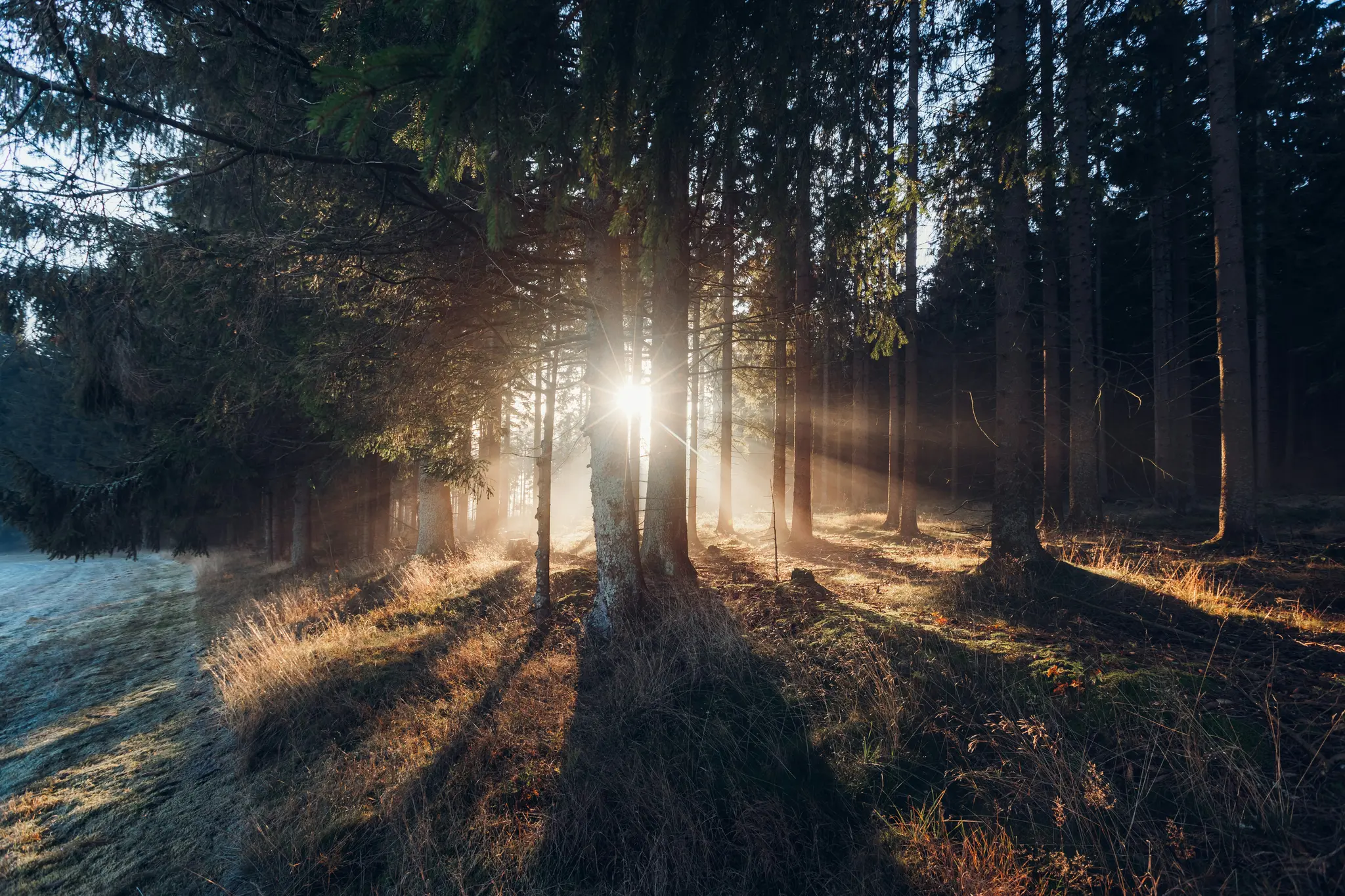 Sonnenlicht strömt durch hohe, dunkle Nadelbäume in einem Wald und wirft lange Schatten auf den gefrorenen Boden und