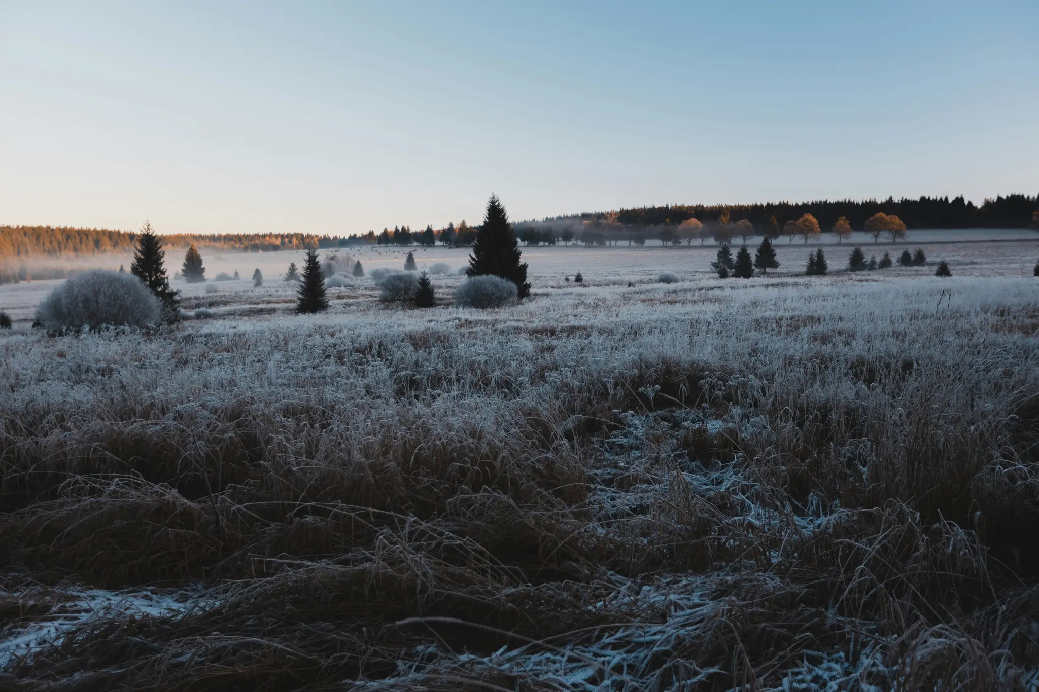 Breite Landschaftsaufnahme eines Feldes, das mit weißem Frost bedeckt ist, mit verstreuten Nadelbäumen und Büschen. Eine
