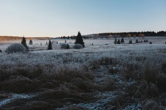 Breite Landschaftsaufnahme eines Feldes, das mit weißem Frost bedeckt ist, mit verstreuten Nadelbäumen und Büschen. Eine