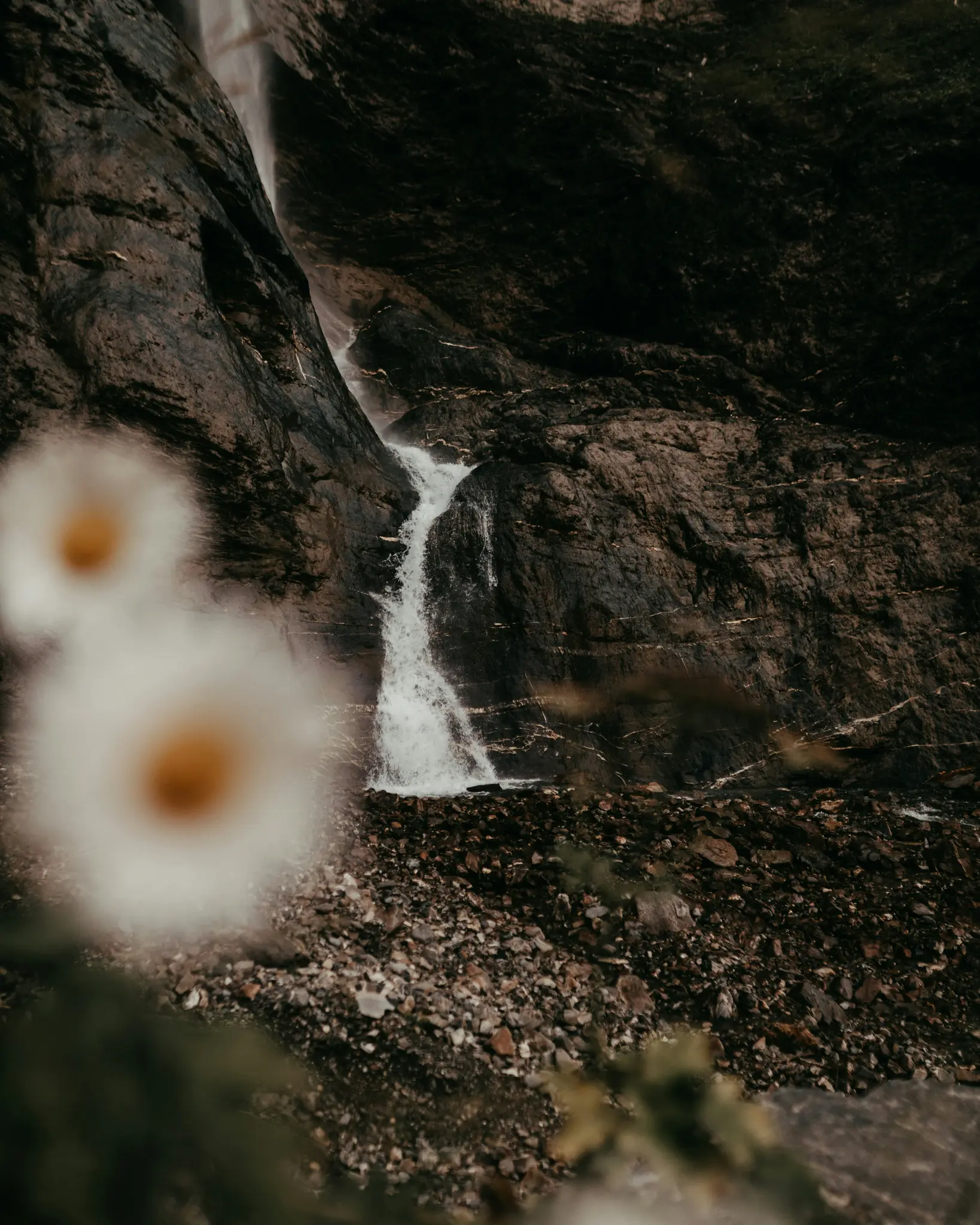 Una cascada desciende por una pared de roca oscura y texturizada hacia el lecho rocoso de un arroyo. Dos flores blancas