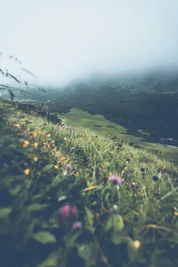 Nahaufnahme von grünem Gras und Wildblumen an einem Berghang mit einem Tal und nebligen Bergen im Hintergrund.