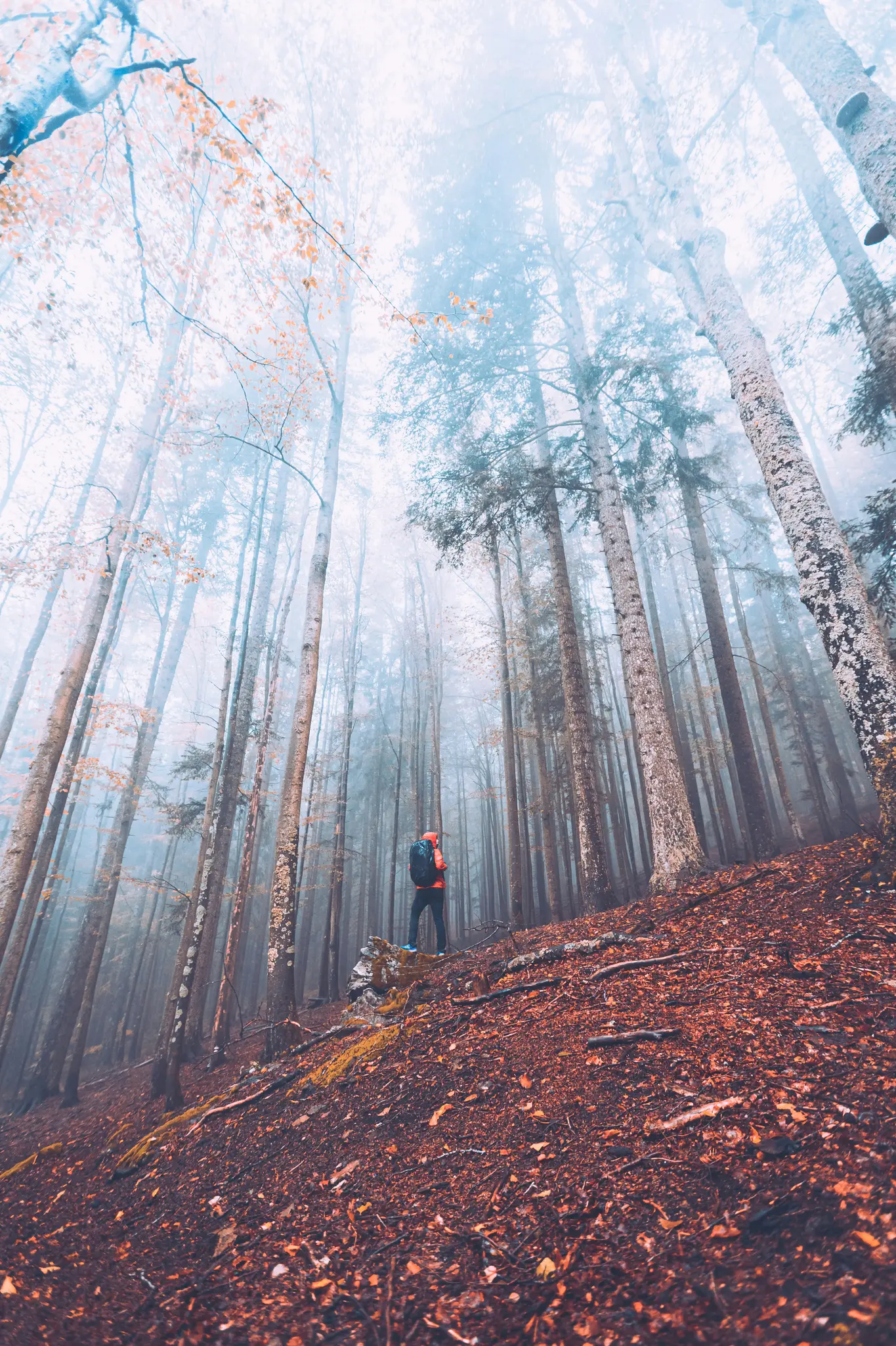 Ein einsamer Wanderer in orangefarbener Jacke und mit Rucksack steht auf einem Felsen in einem nebligen Wald und blickt zu
