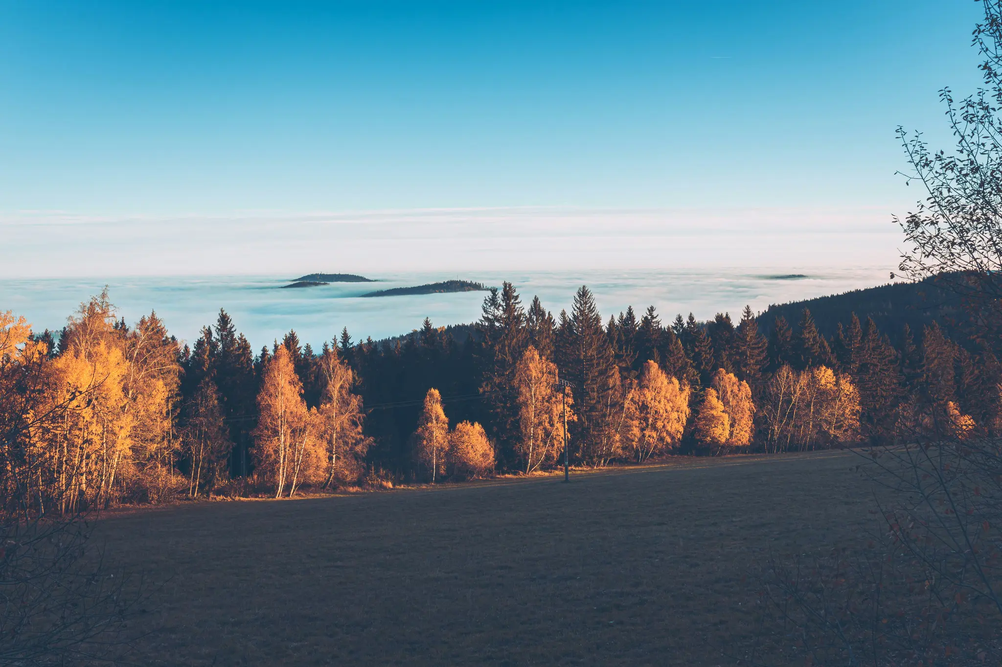 Breite Landschaftsaufnahme, die eine Reihe von Herbstbäumen mit orangefarbenen und gelben Blättern zeigt, dahinter