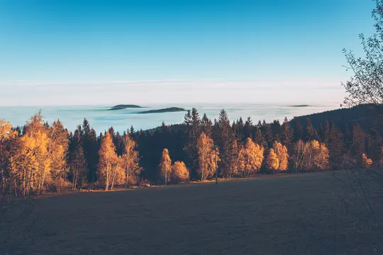 Breite Landschaftsaufnahme, die eine Reihe von Herbstbäumen mit orangefarbenen und gelben Blättern zeigt, dahinter