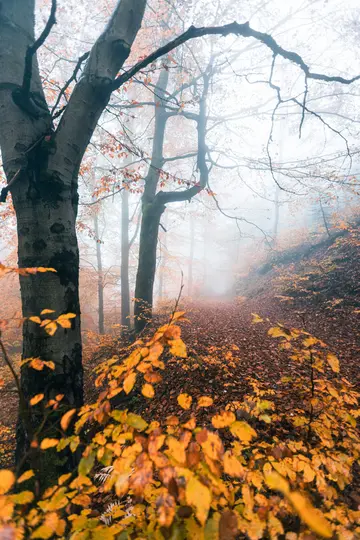 Un sendero estrecho y sinuoso cubierto de hojas caídas de color naranja y marrón conduce a un bosque denso y brumoso. Árboles
