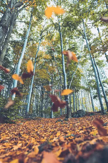 Eine Aufnahme eines Waldes im Herbst aus niedrigem Winkel, mit einem dicken Teppich aus orangefarbenen und gelben Blättern