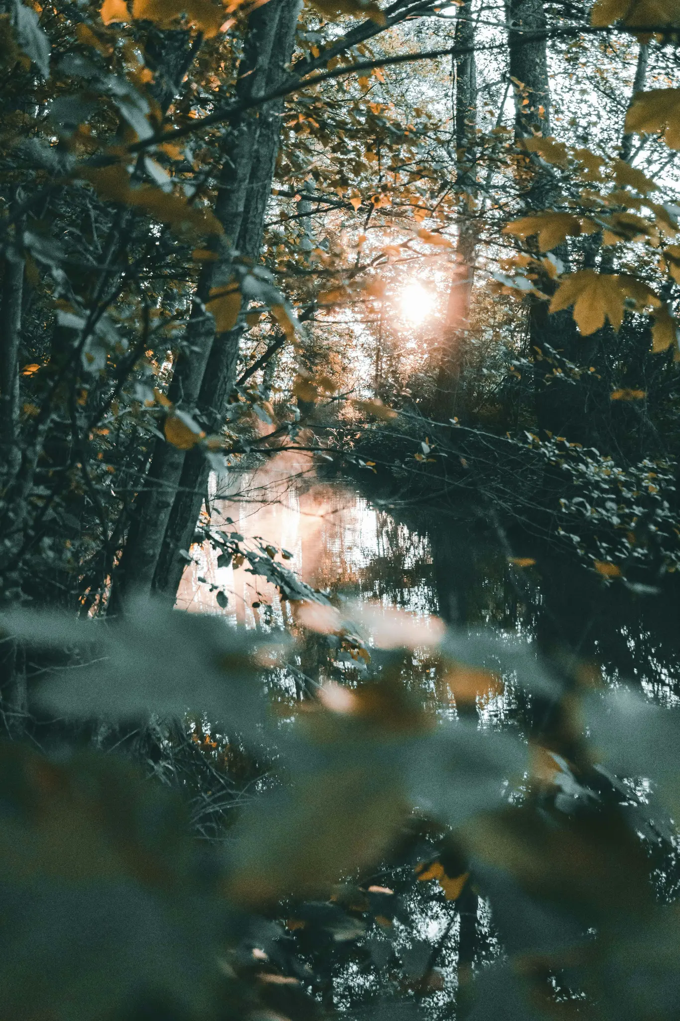 La luz del sol atraviesa el dosel de los árboles de otoño, proyectando un cálido resplandor sobre el agua de abajo, con