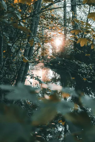 Sonnenlicht strömt durch das Blätterdach von Herbstbäumen und wirft einen warmen Schein auf das darunter liegende Wasser, mit