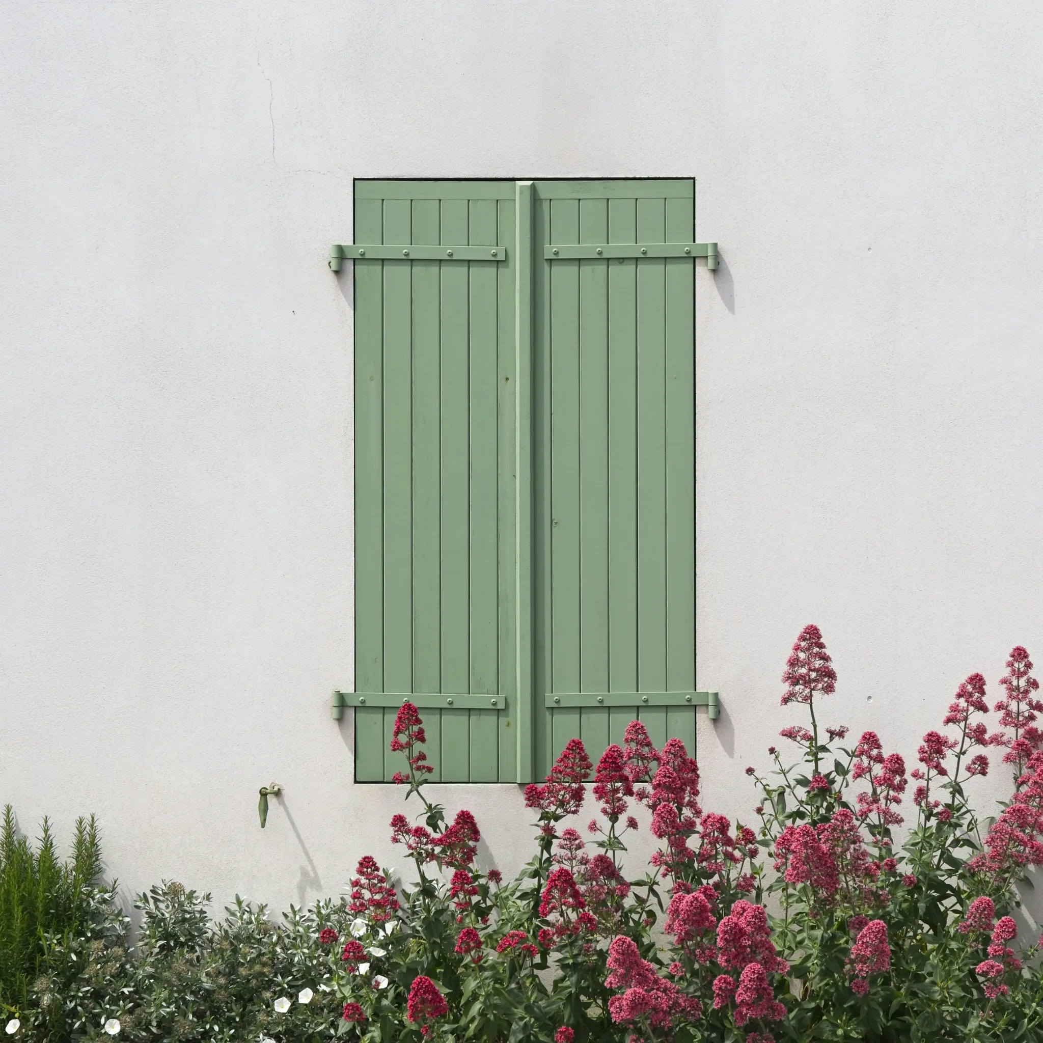 Una contraventana verde claro cerrada sobre una pared blanca texturizada, con vibrantes flores de valeriana roja y plantas