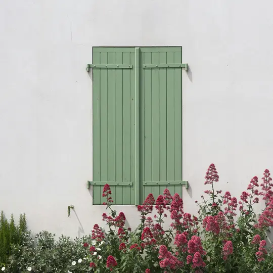 Una persiana verde chiaro chiusa su un muro bianco testurizzato, con vivaci fiori di valeriana rossi e piante verdi