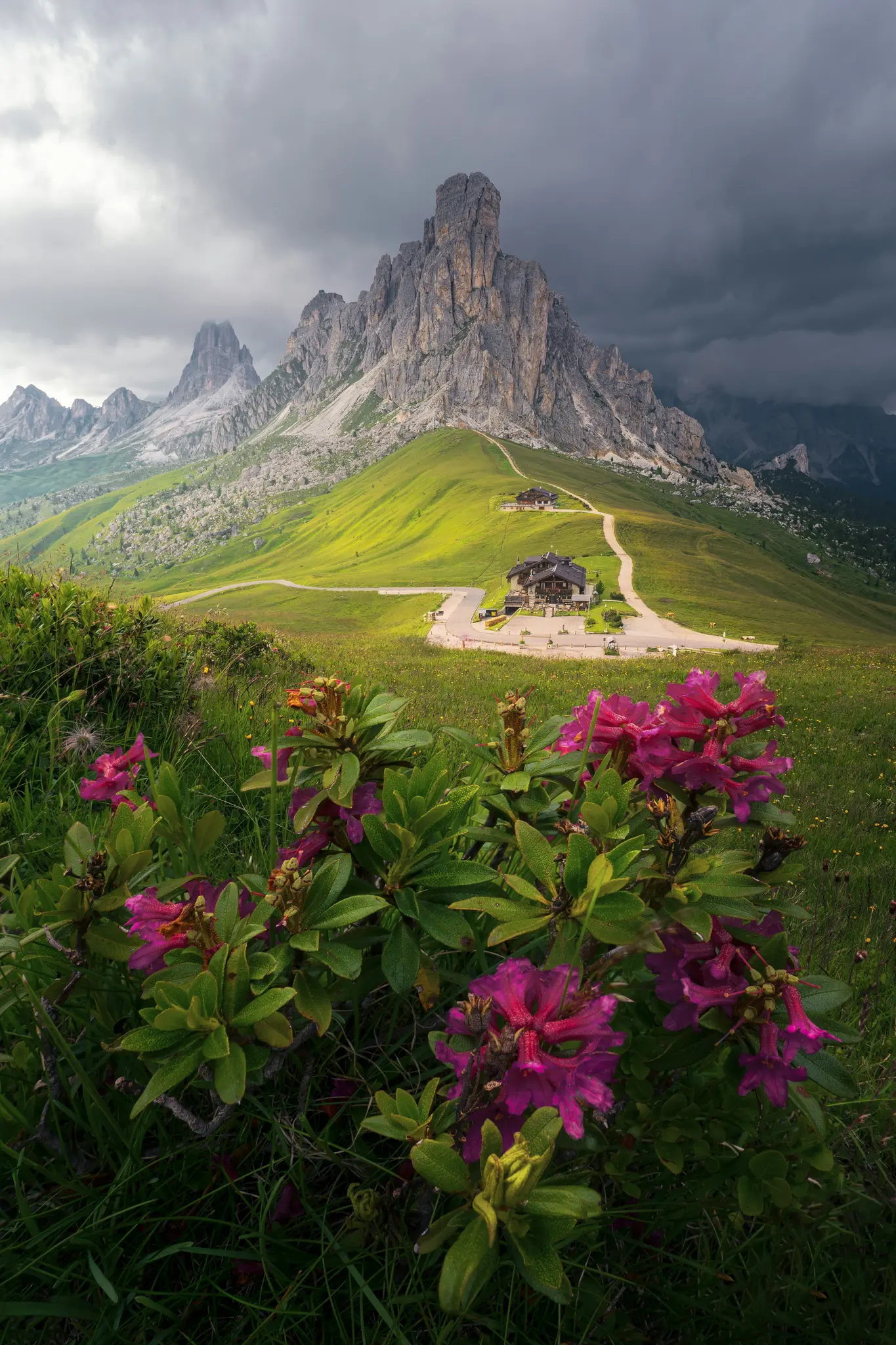 Un primo piano di un vibrante cespuglio di rododendro rosa in primo piano, con un drammatico paesaggio montano ed edifici