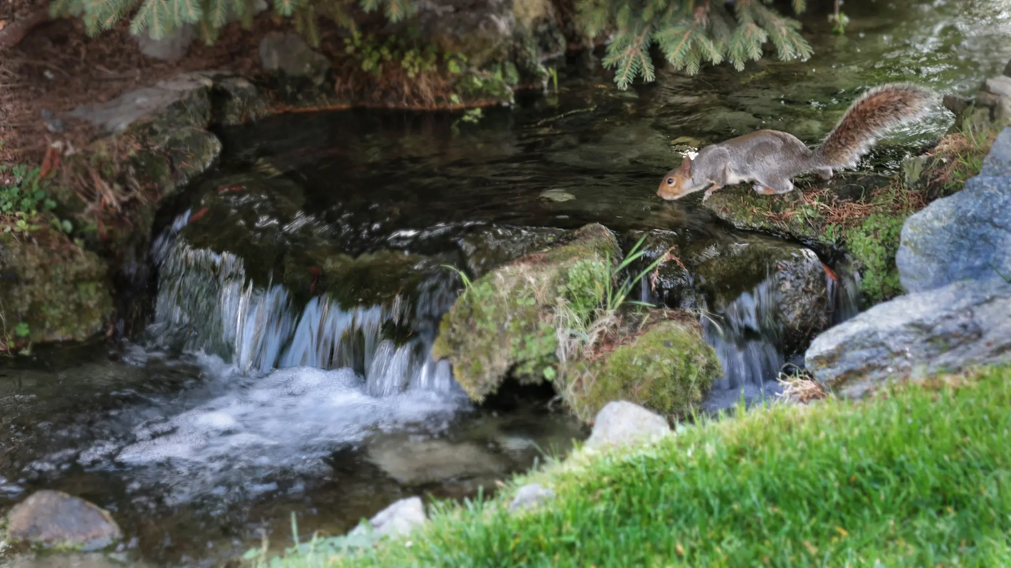 Een grijs eekhoorntje met een pluizige staart staat op mosbegroeide rotsen naast een kleine waterval in een heldere beek.