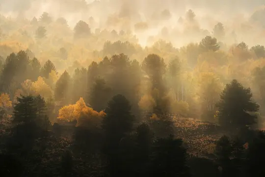 Et bredt landskabsbillede af en skov om efteråret, med gule og orange træer delvist skjult af tåge og oplyst af...