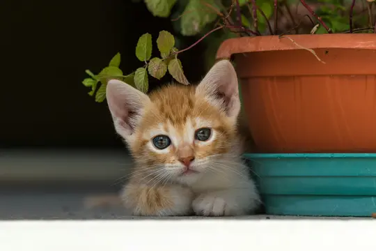 En lille ingefær- og hvid killing med store blå øjne kigger frem bag en terracotta potte med grønne planter. Dens poter er...