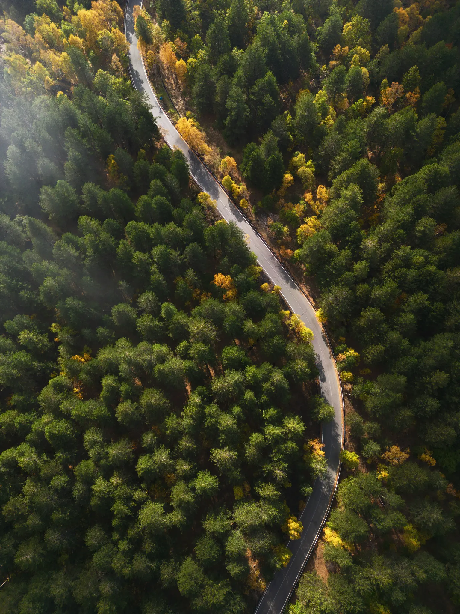 Eine Luftaufnahme zeigt eine dunkelgraue Straße, die sich durch einen dichten Wald schlängelt. Viele Bäume sind dunkelgrün