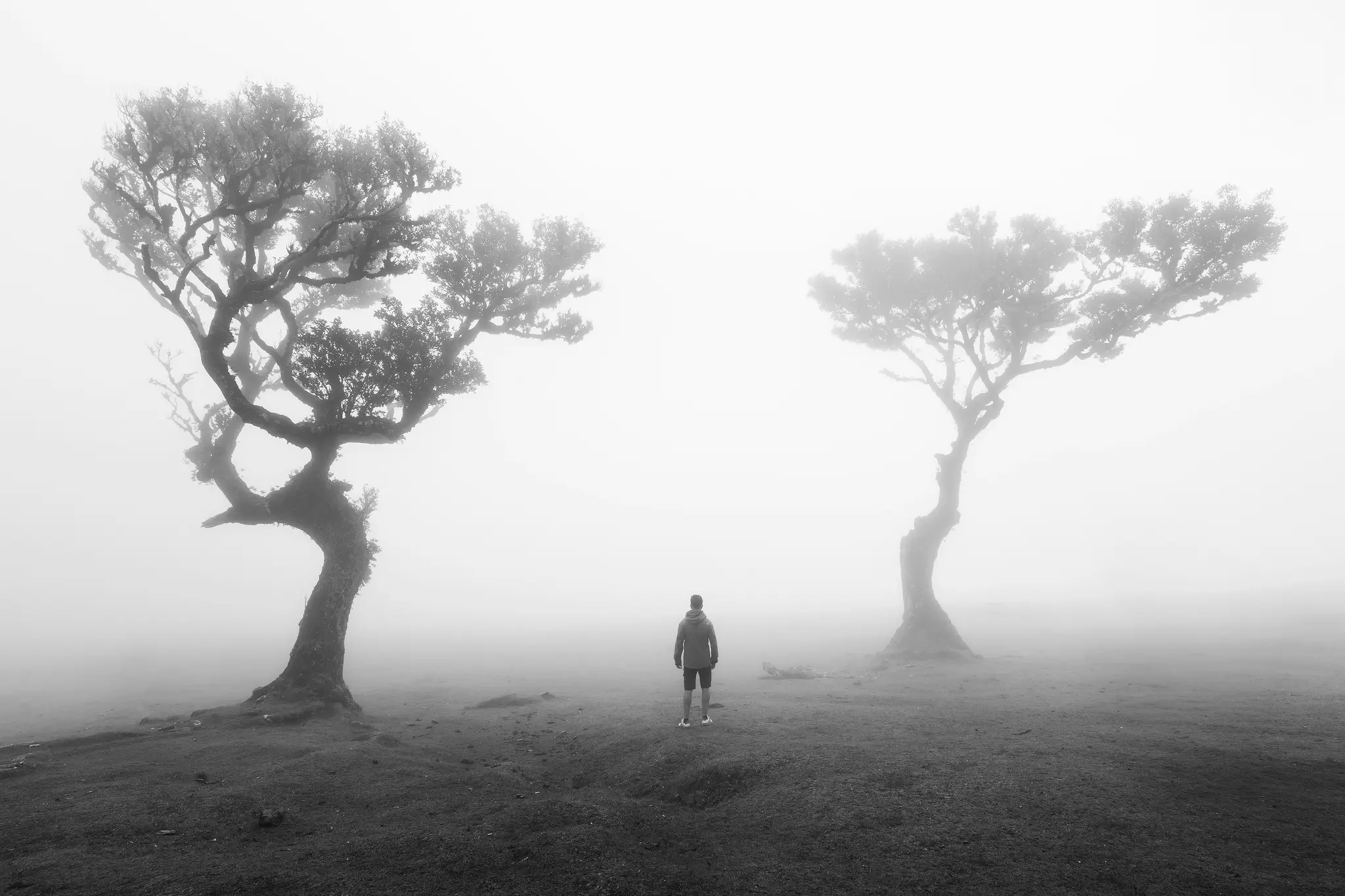 Una foto in bianco e nero mostra una persona in piedi, di spalle allo spettatore, tra due grandi alberi nodosi in una fitta…