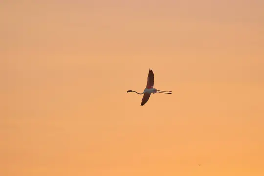 En flamingo med lyserøde og hvide fjer flyver hen over en orange og ferskenfarvet himmel, med sin lange hals og ben strakt