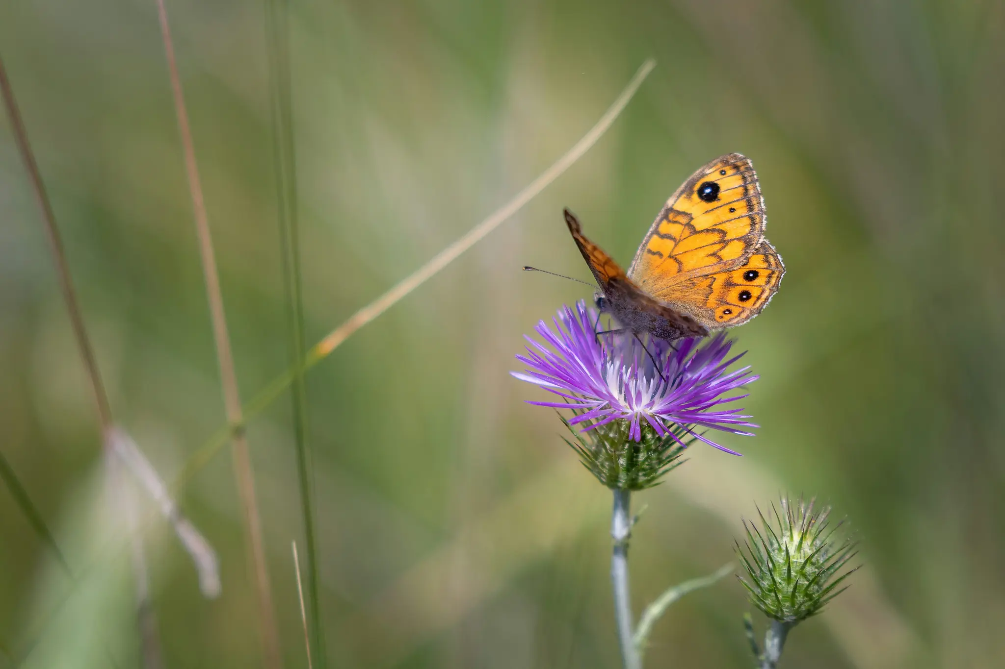 Uno scatto ravvicinato di una farfalla marrone e arancione con macchie nere posata su un vibrante fiore di cardo viola.
