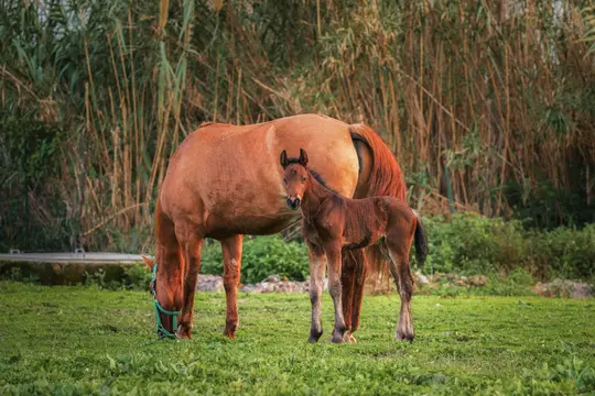 En brun hest med en grøn grime græsser på en frodig grøn mark, mens dens mørkebrune føl står ved siden af og kigger mod…