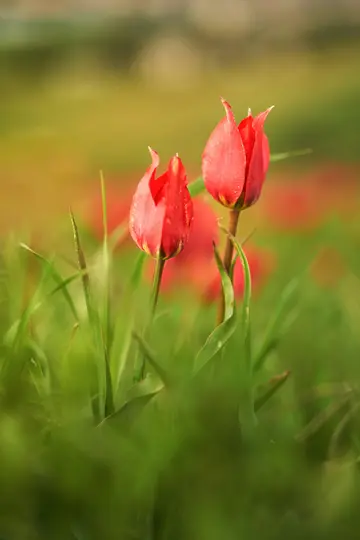 Et nærbillede af to levende røde tulipaner, der står midt på en frodig grøn mark med andre røde blomster sløret i baggrunden.