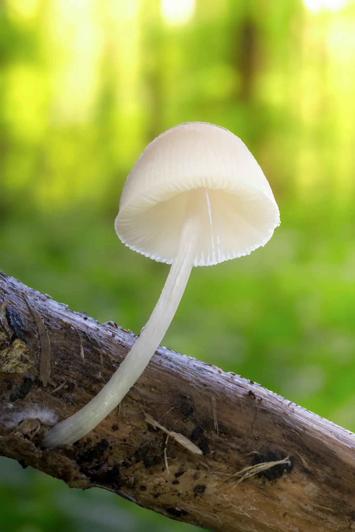 Průsvitný bílý houba s kloboukem ve tvaru zvonu a štíhlou nohou roste z tmavě hnědé větve. Pozadí je…