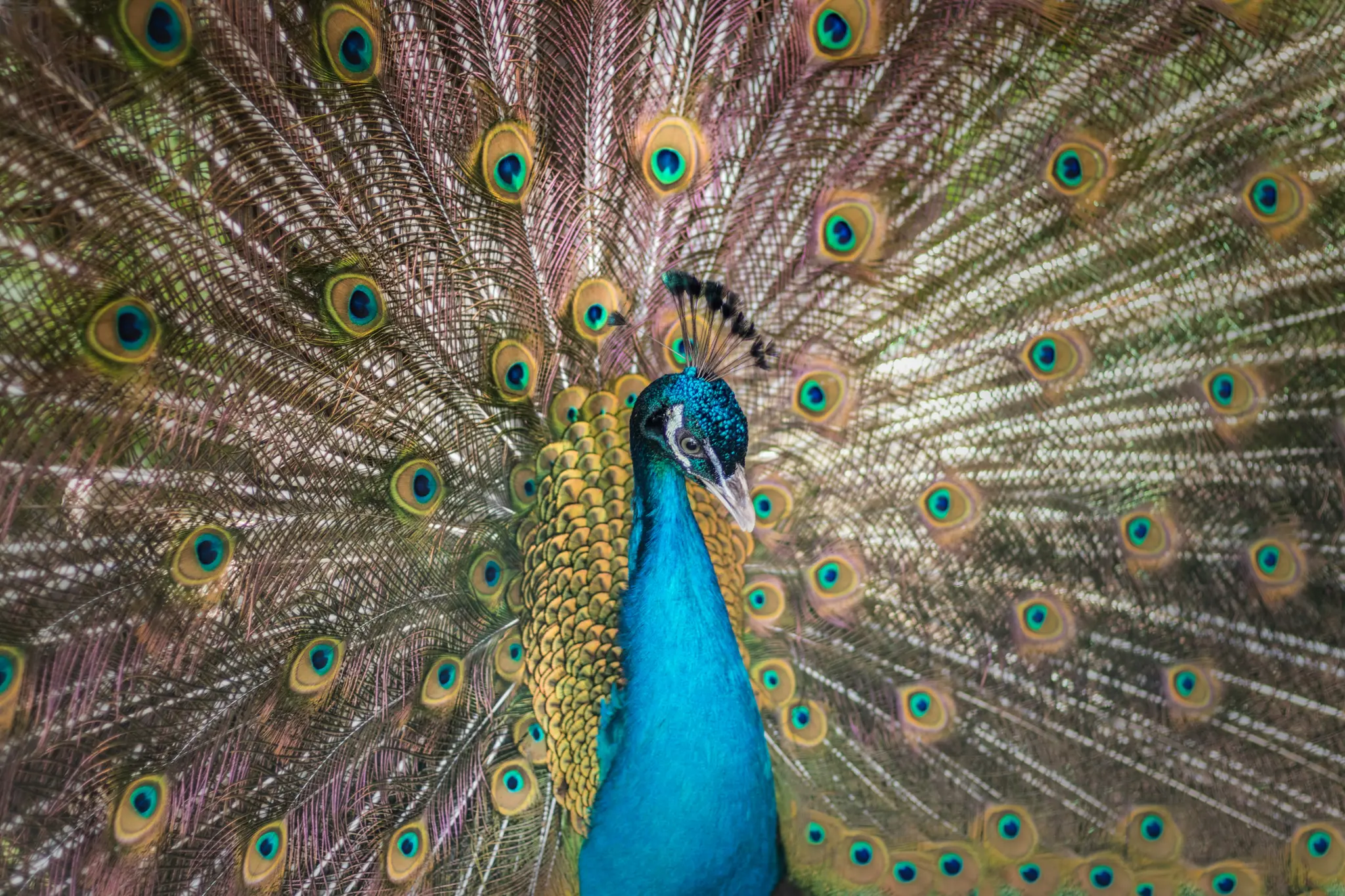 Primo piano, vista frontale di un pavone con il suo corpo e la testa blu iridescente, e le sue grandi piume della coda
