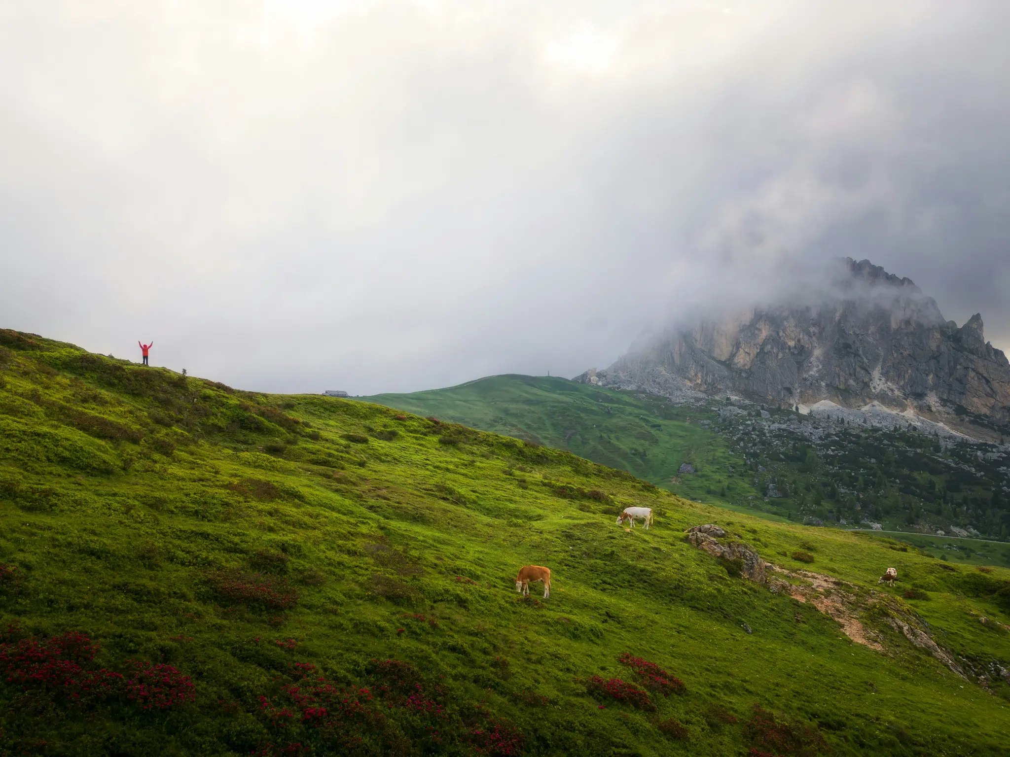 Una persona con una giacca rossa sta con le braccia alzate su una collina verde vibrante punteggiata di fiori rossi. Tre