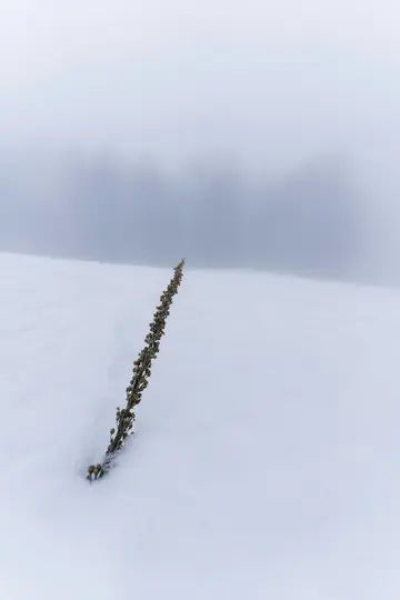 En tørret, brun plantestilk står lodret på en vid, hvid snemark under en lysegrå, overskyet himmel.