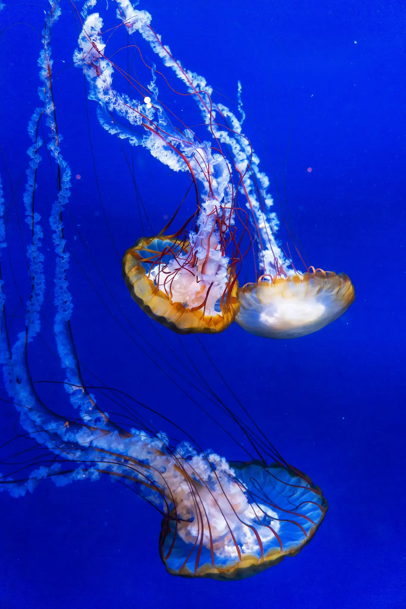 Tre meduse con campane traslucide e lunghi tentacoli fluidi nuotano in un vibrante ambiente acquatico blu profondo.