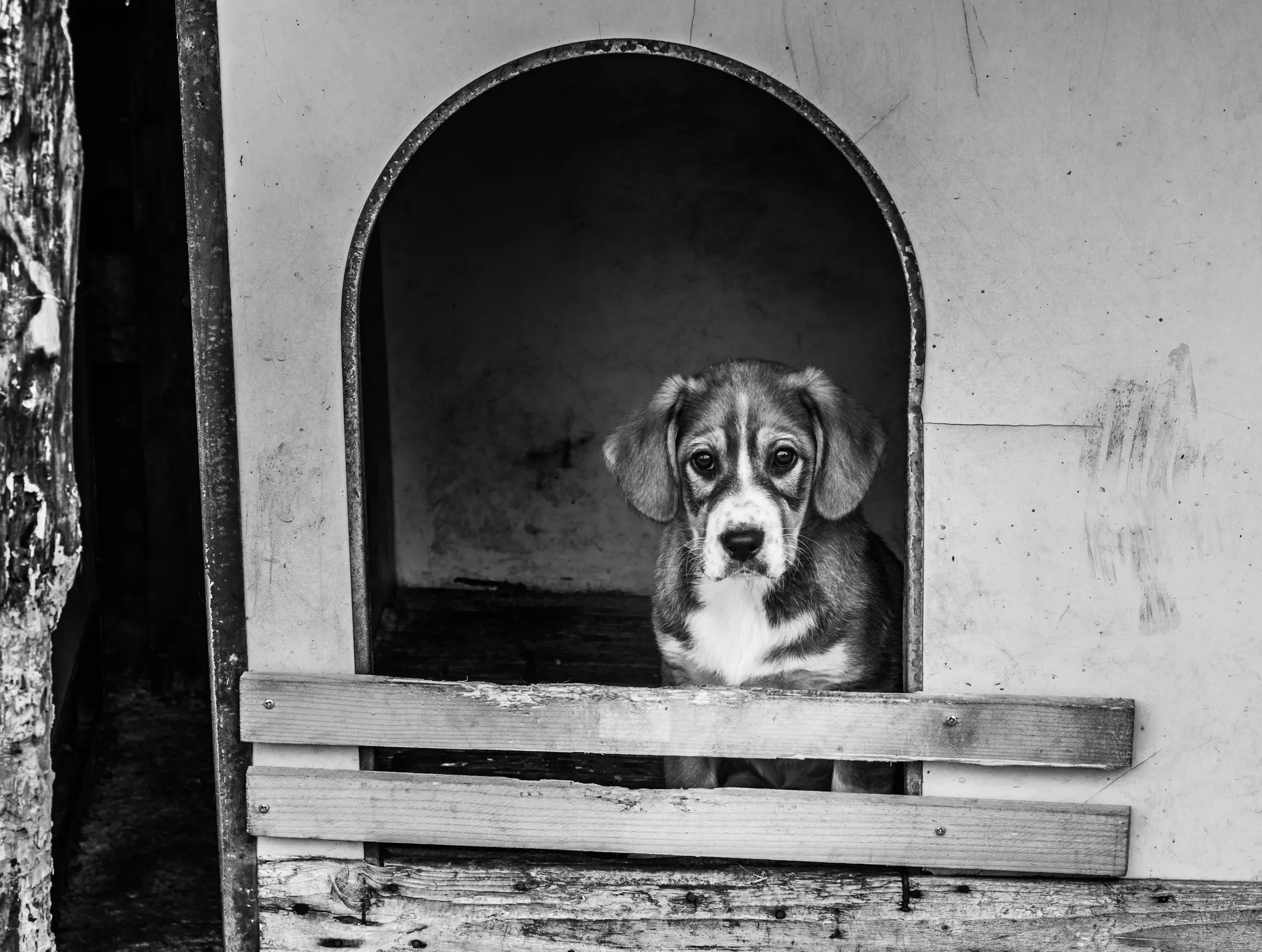 Una foto in bianco e nero mostra un cucciolo con occhi grandi che guarda direttamente dall'interno buio di una cuccia.